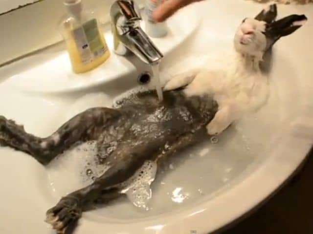 coelho-bath
