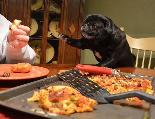 pug-pizza-stoned