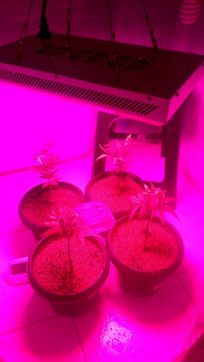 Cultivo Indicas do Mr. Bob Green