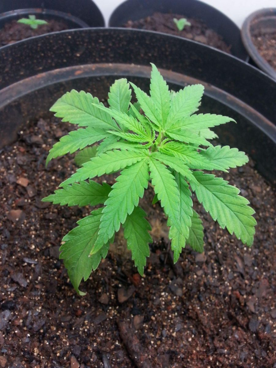 primeiro cultivo indoor