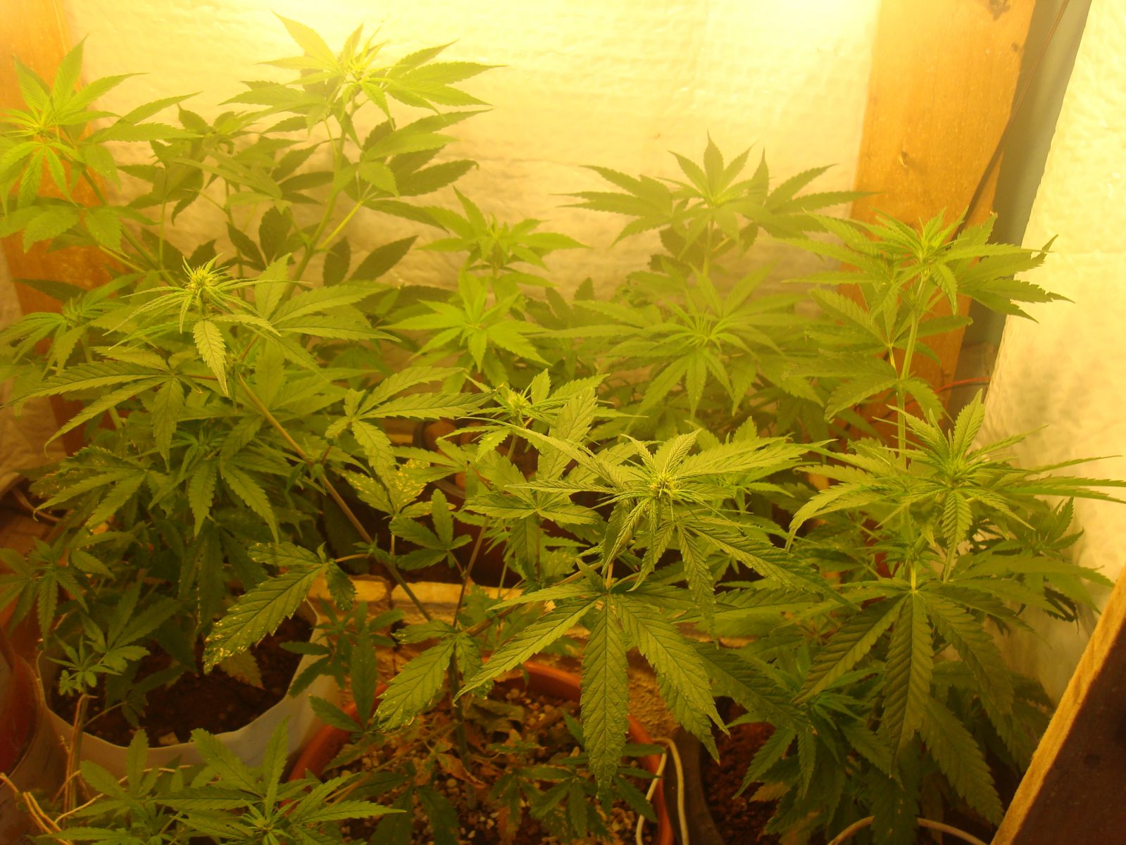 Primeiro cultivo auto-sustentavel