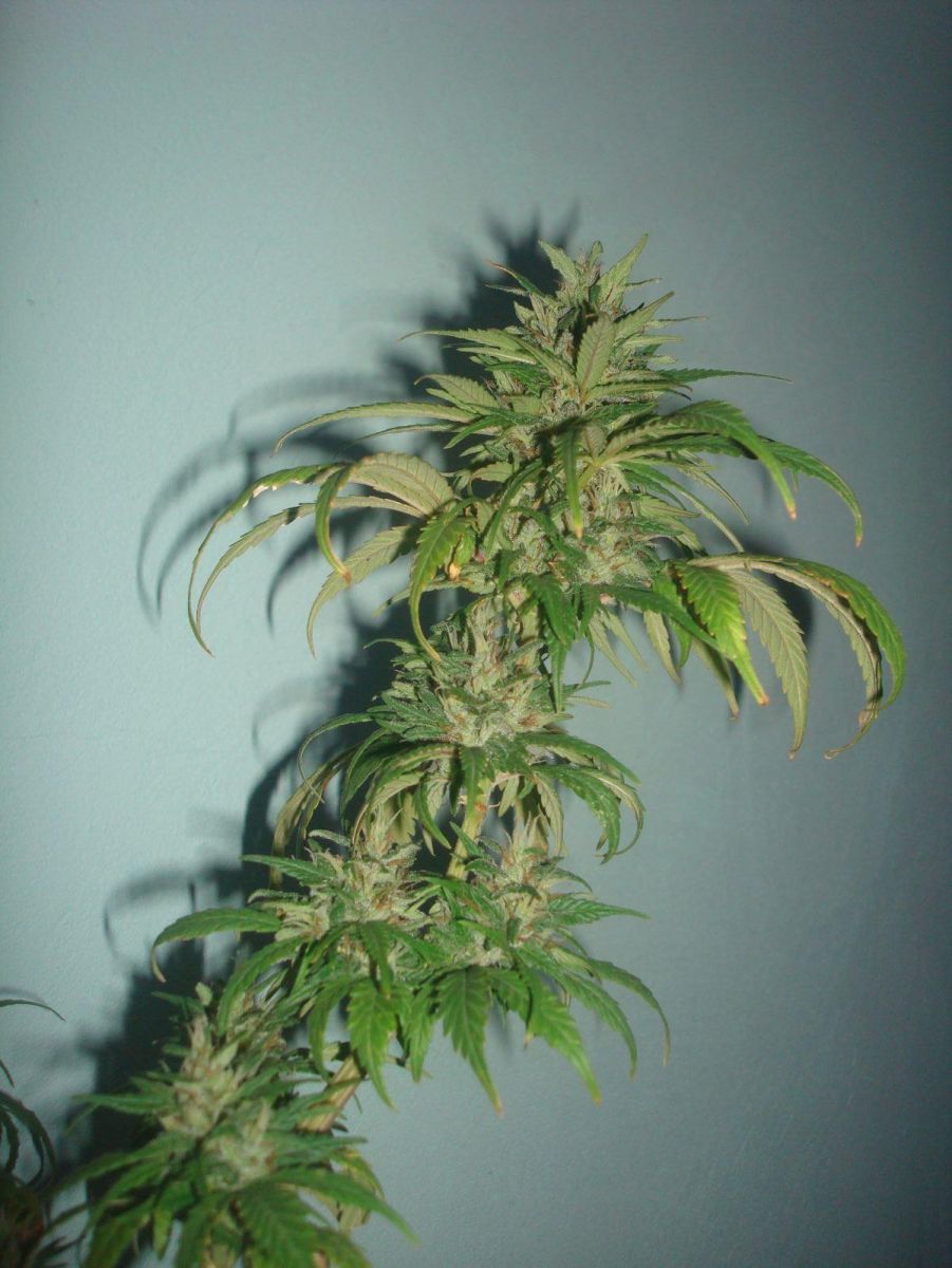 Cultivo Cannabico Jack Sativeira