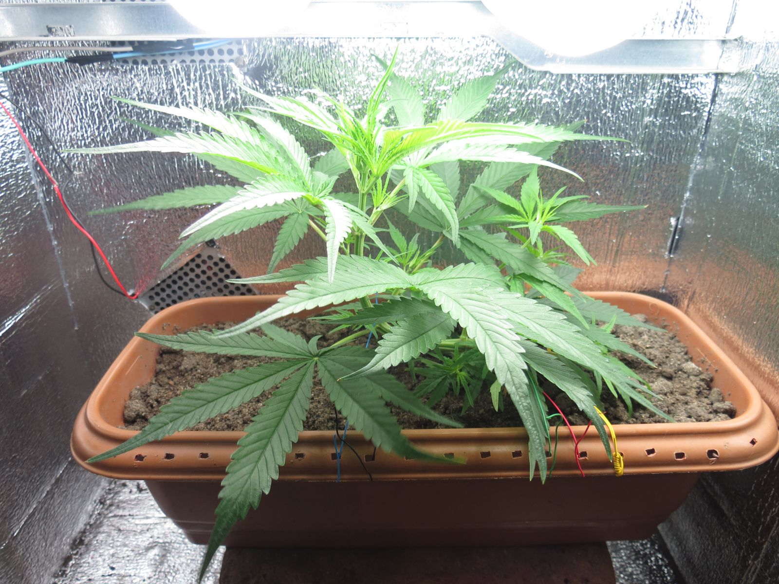 1 c grow