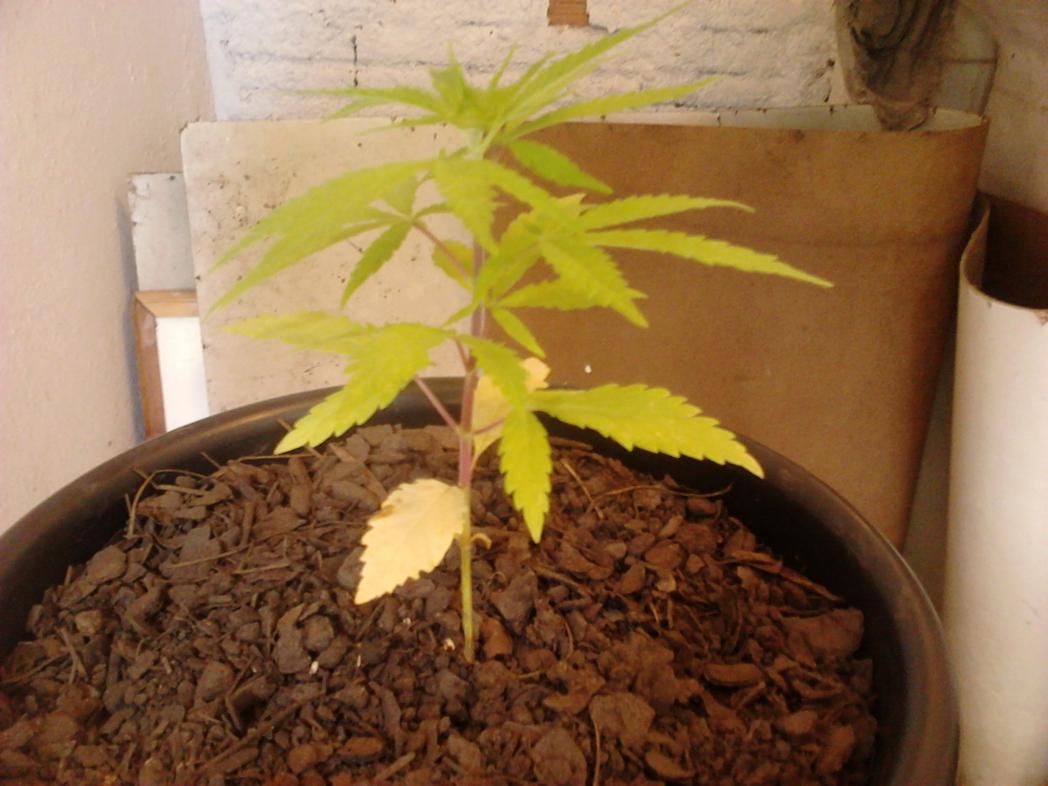 Primeiro cultivo 