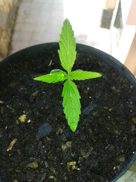 1º cultivo