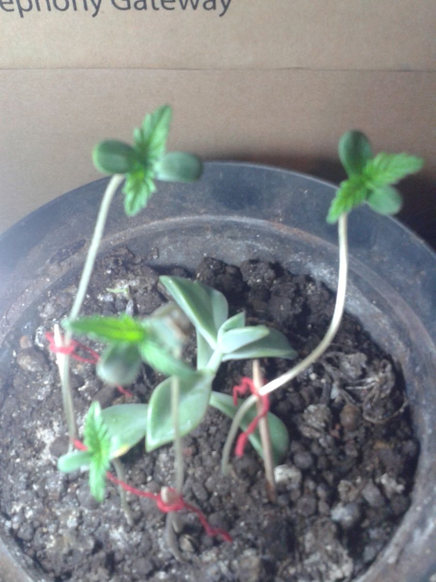 Minhas Meninas