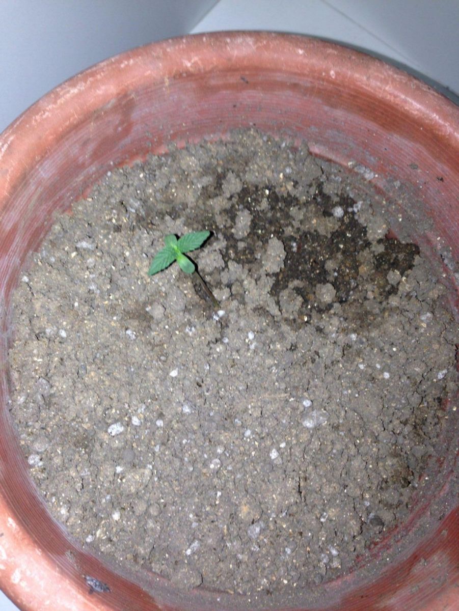 Minha Primeira Grow!