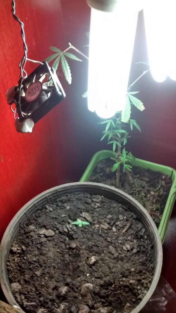 Grow no Armario - Organico com Fluorescentes