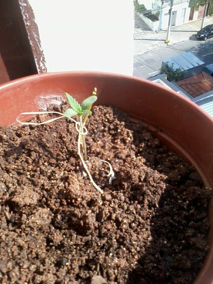 1º Cultivo Bublelicious