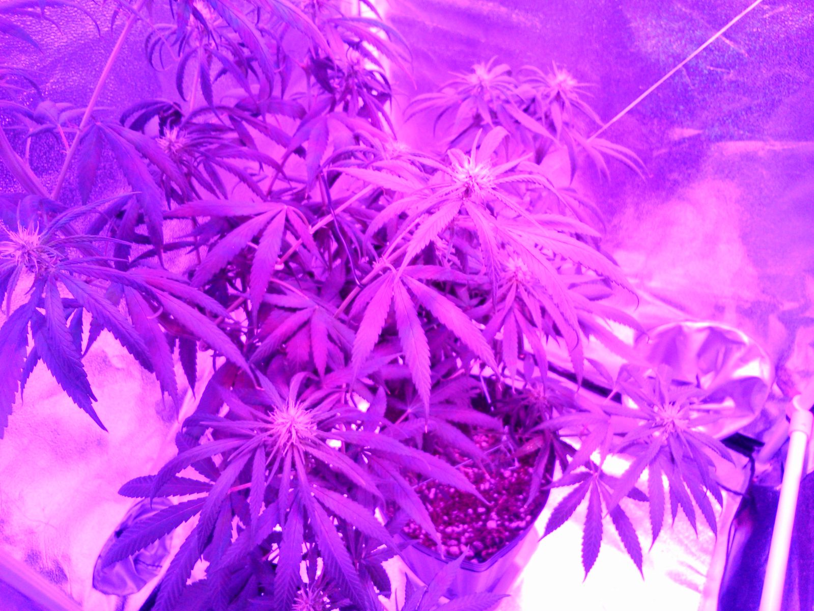 1° Cultivo Indoor - Prenseed Sativa