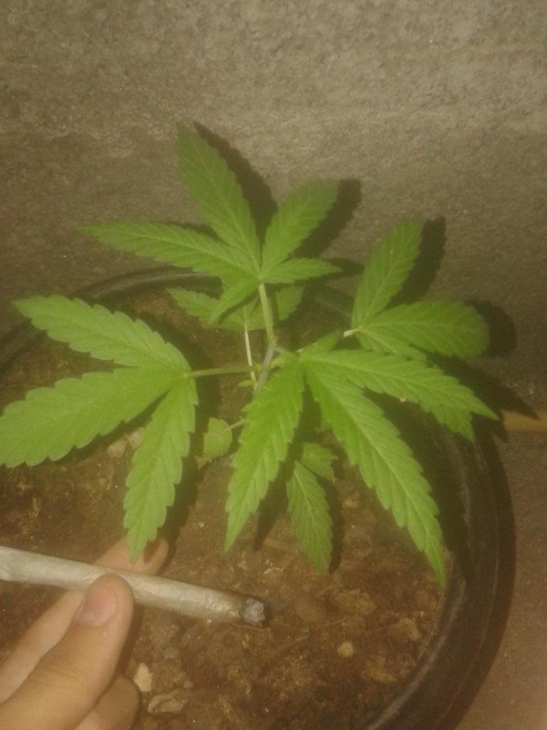 Minha 2° planta!