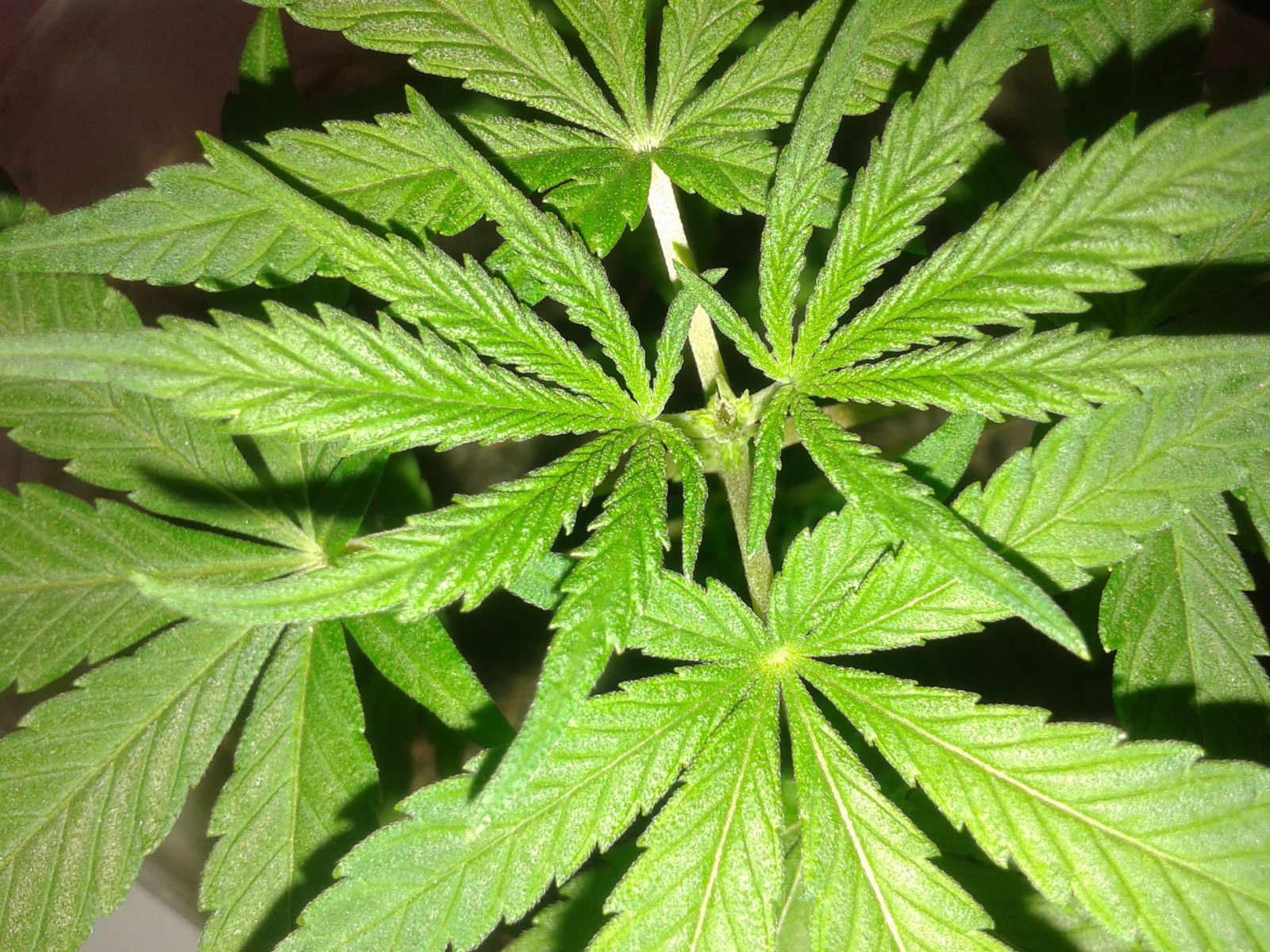 3° cultivo 140w Fluorescente!