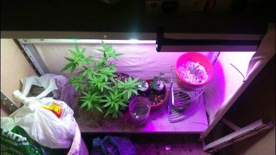 1 cultivo indoor