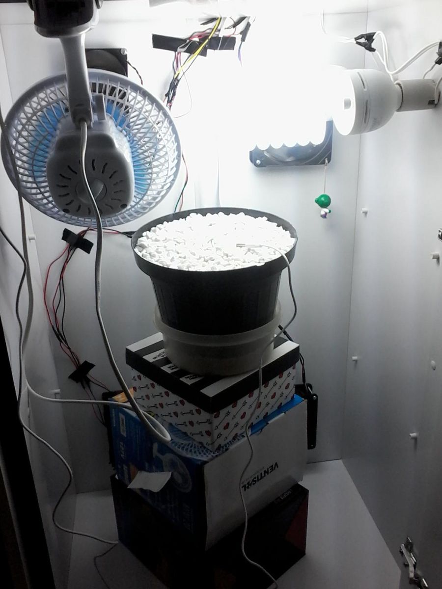 1º cultivo indoor auto