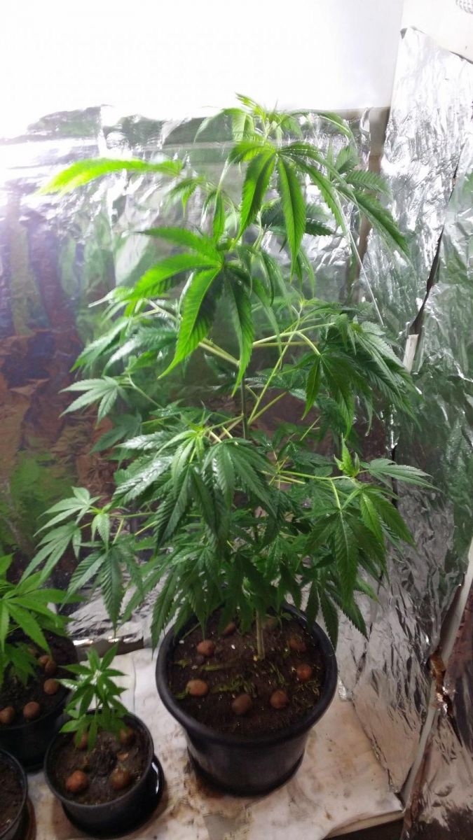 1º Cultivo Indoor
