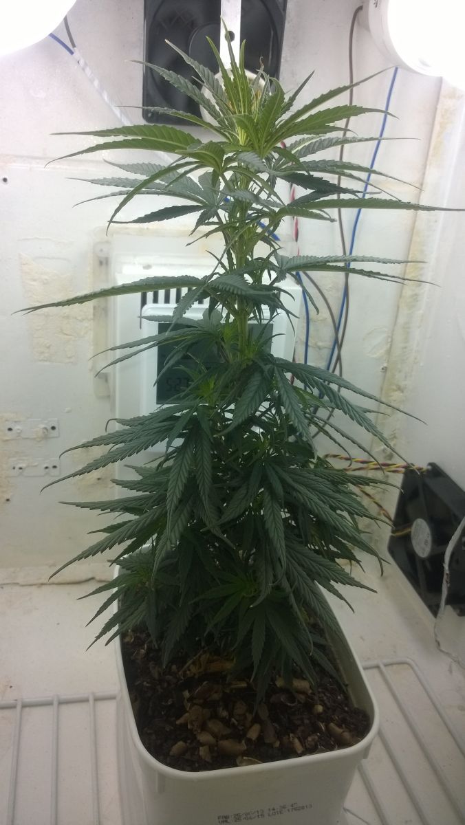 Cultivo 1 - SATIVA (Solo, Prenseed)