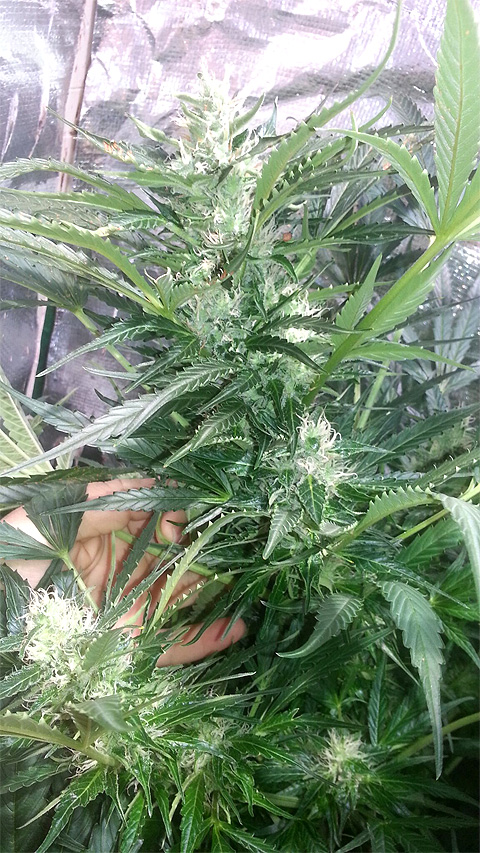 1° Cultivo Indoor - Hidroponia vs orgânica (Big Bang Auto e Skunk Auto)