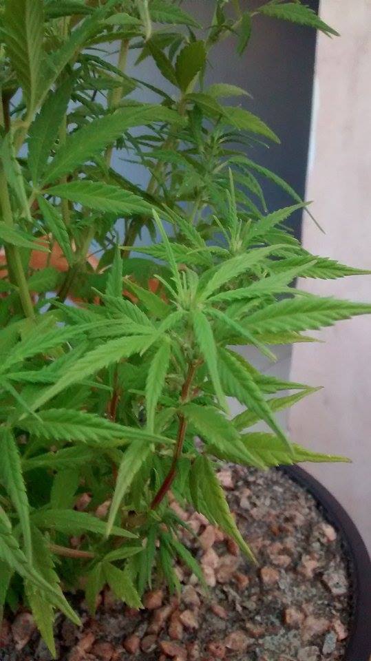 Minhas plantas de prensado