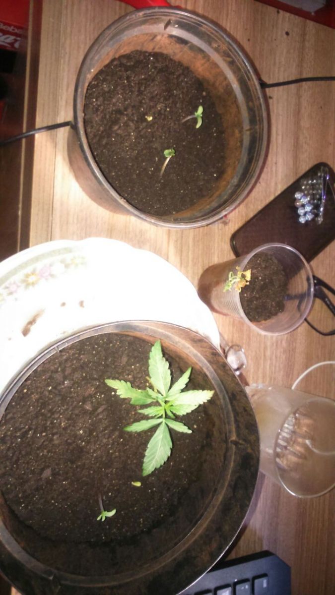 1° Cultivo