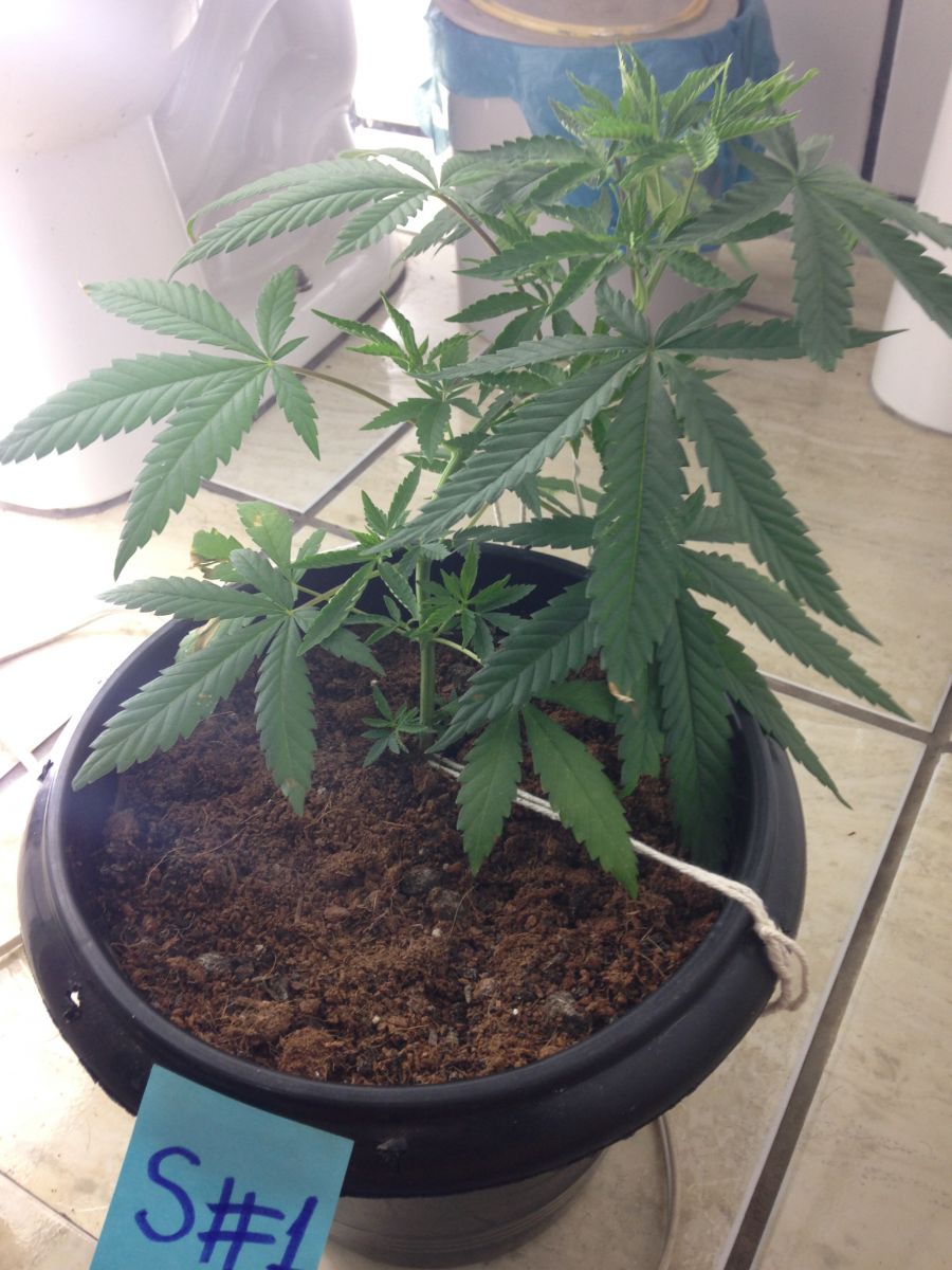 Cultivo indoor