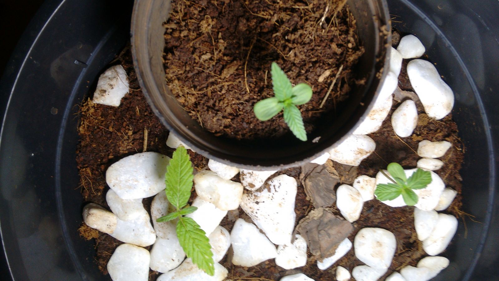 Plantando e aprendendo