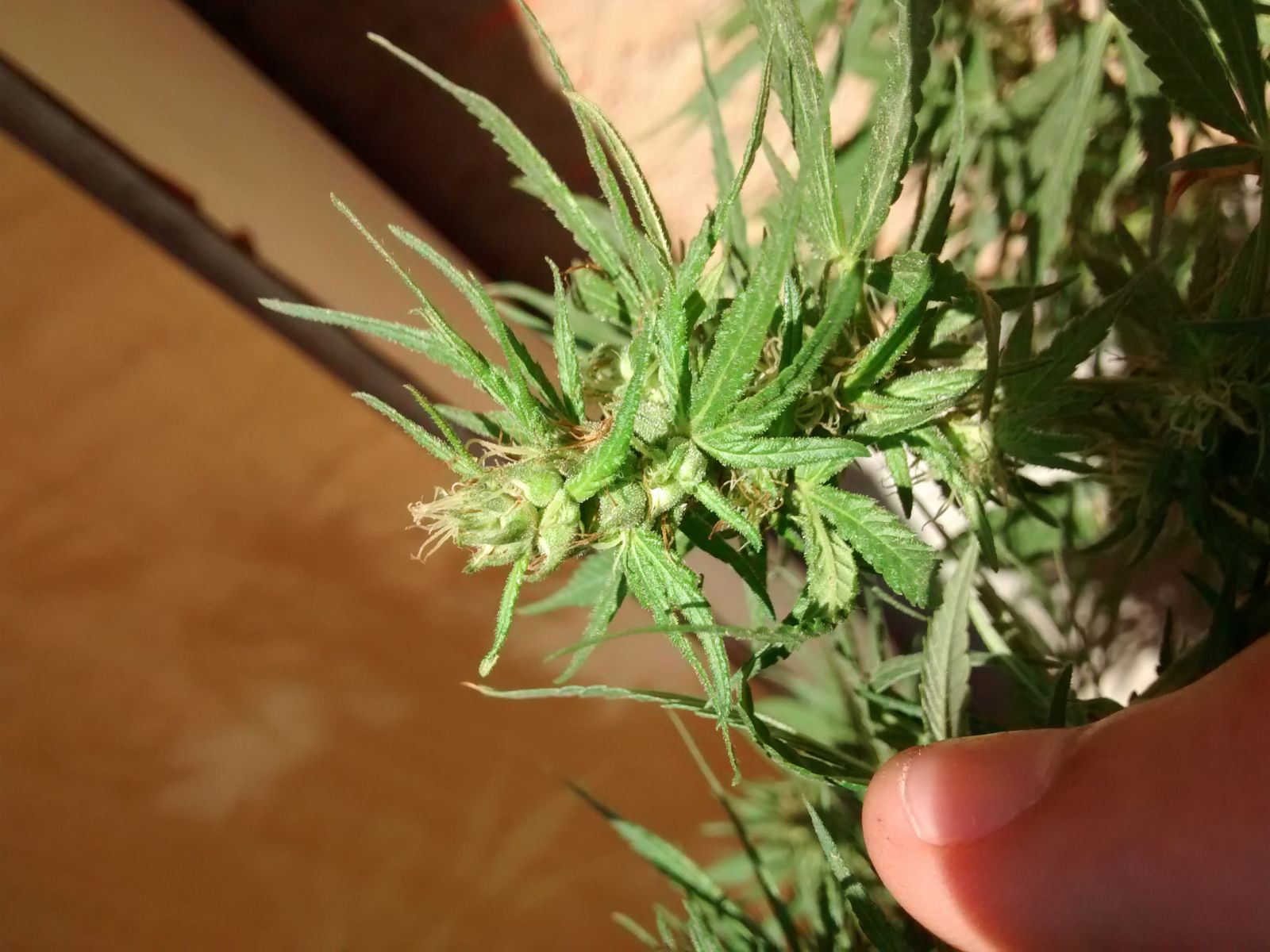 Primeiro cultivo Prenseeds