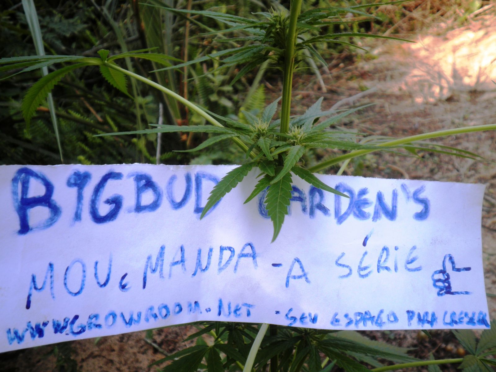 jardim bigbud