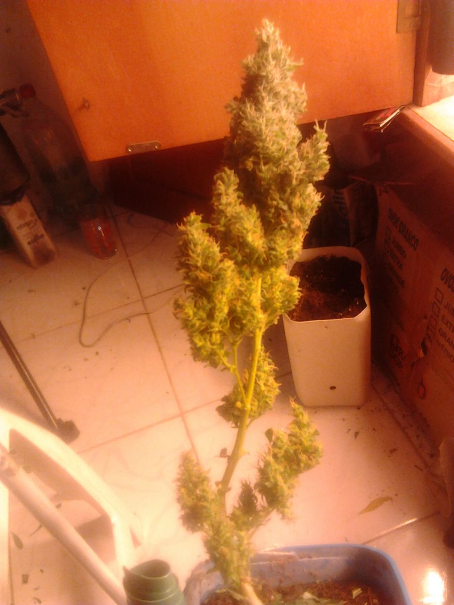 2º Cultivo do Maj0r - PCgrow