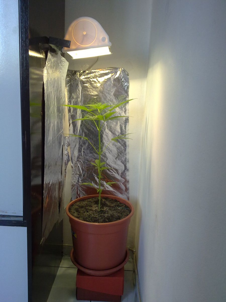 1 grow