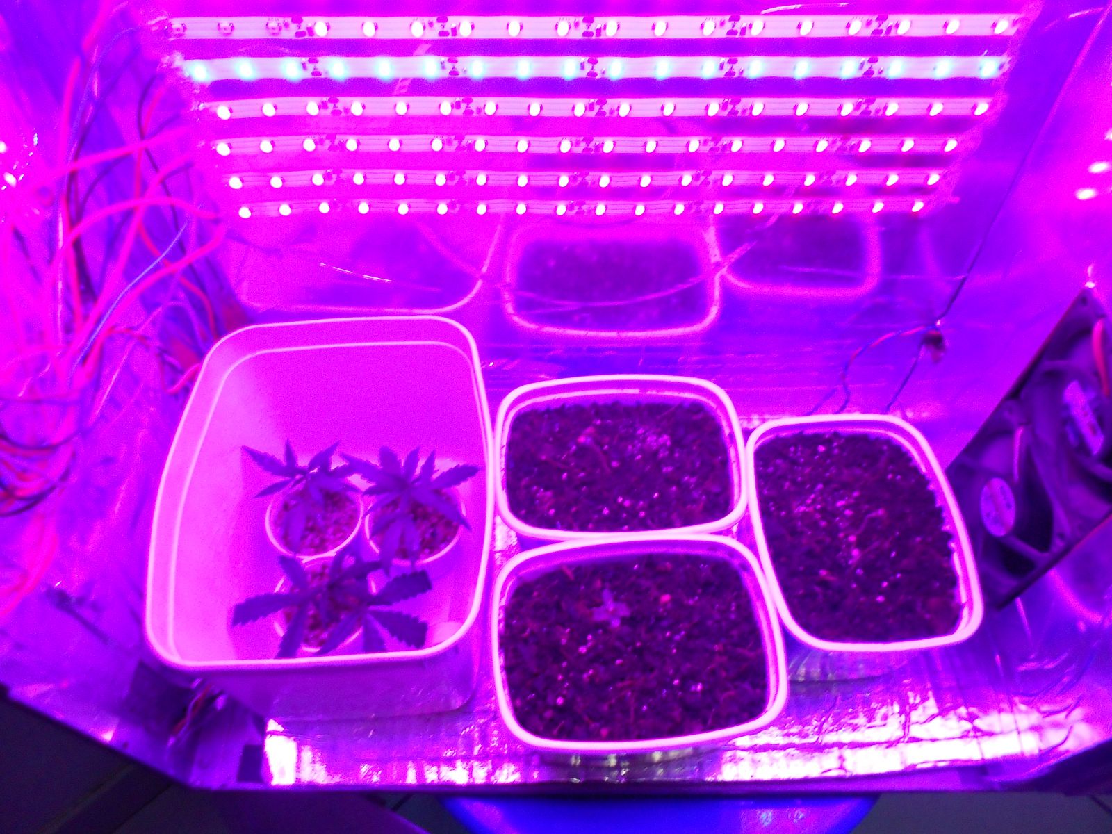 PCGrow 2.0 LED