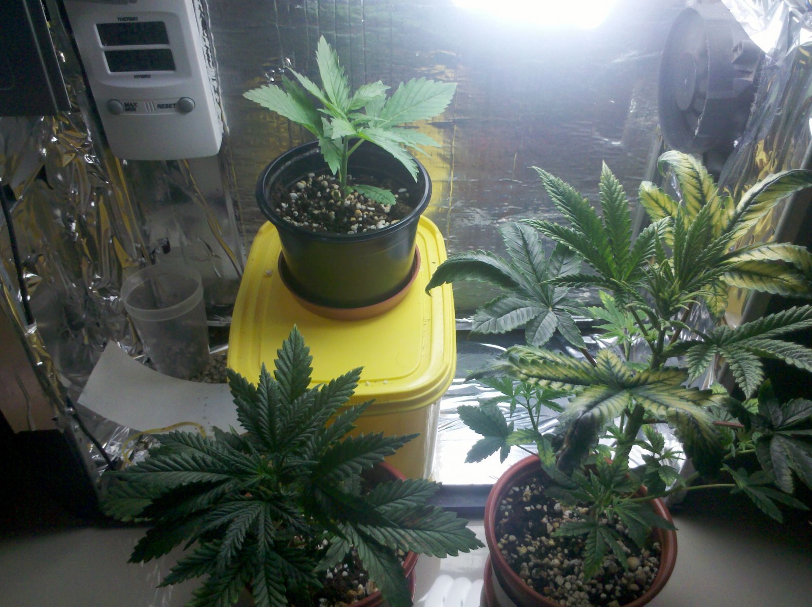 [PC Grow] - 1Âº Cultivo