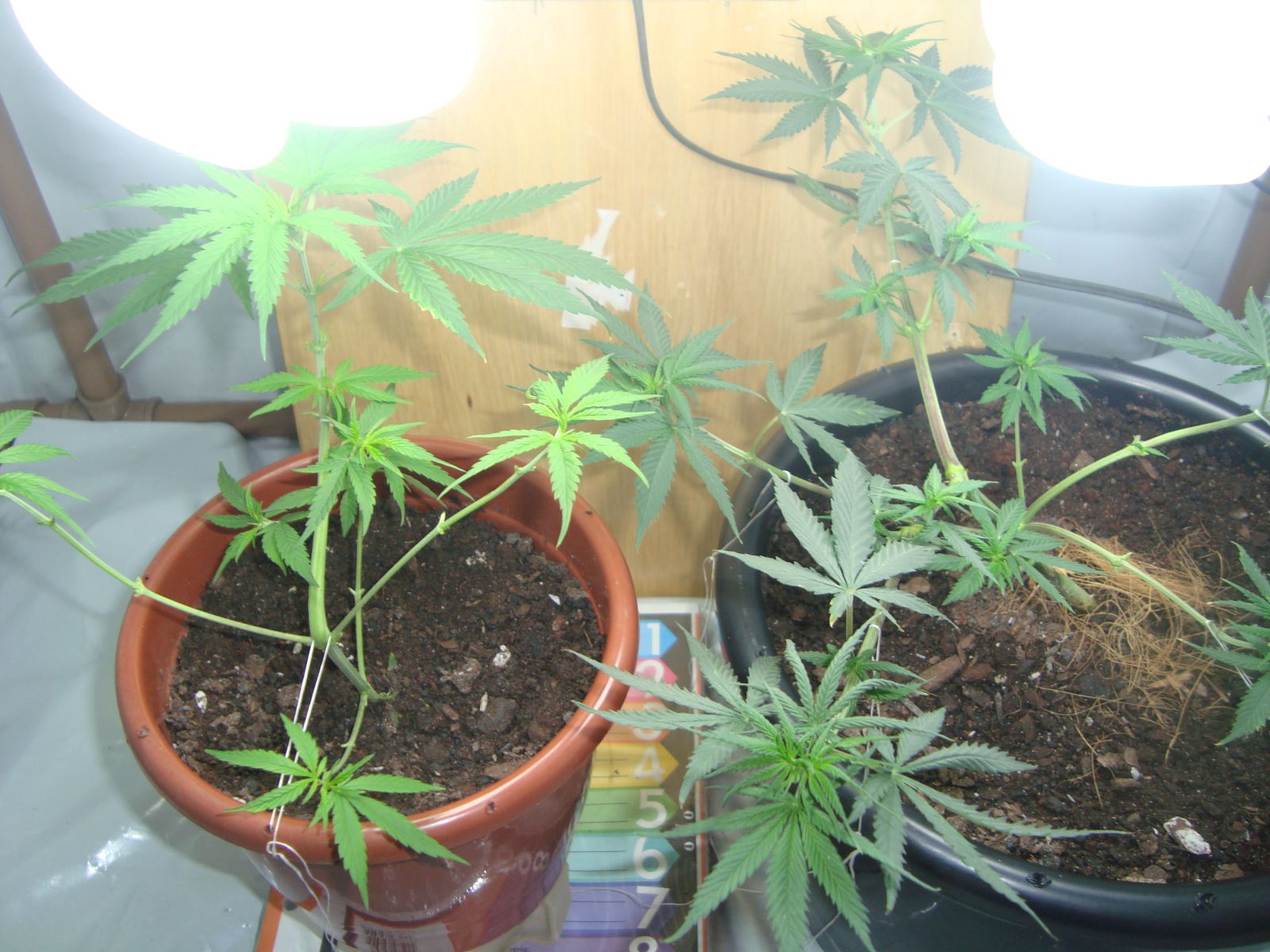 2o Cultivo Mushead - Seed de prensado