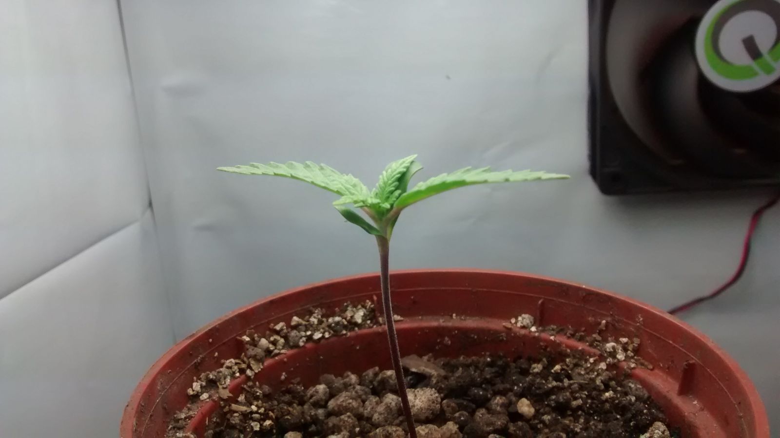 primeirogrow