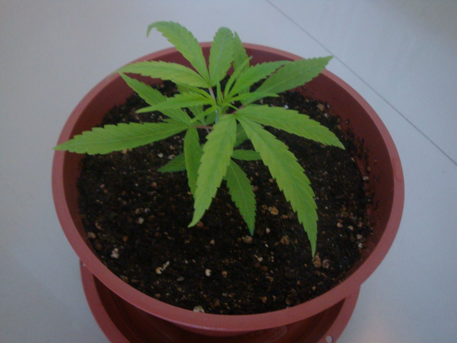 Seed de prensado com 31 dias