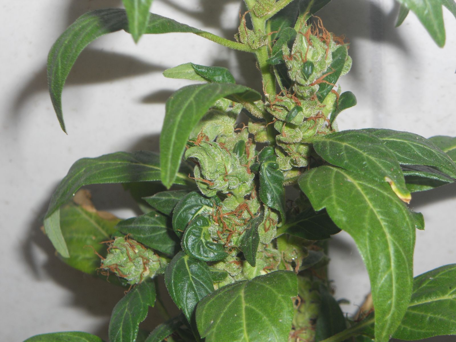 Durban Poison 2011-2012