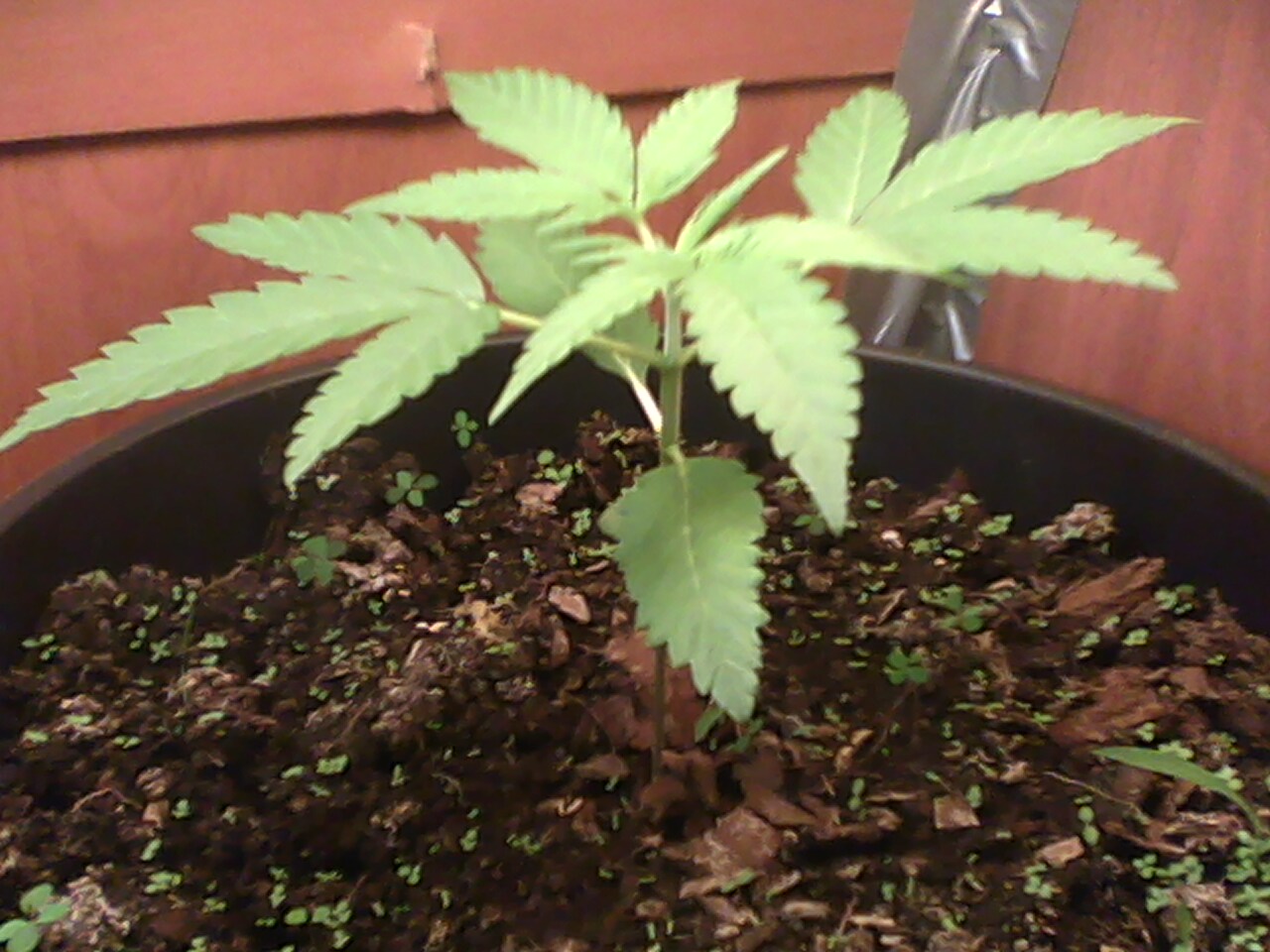 Organic Grow 2