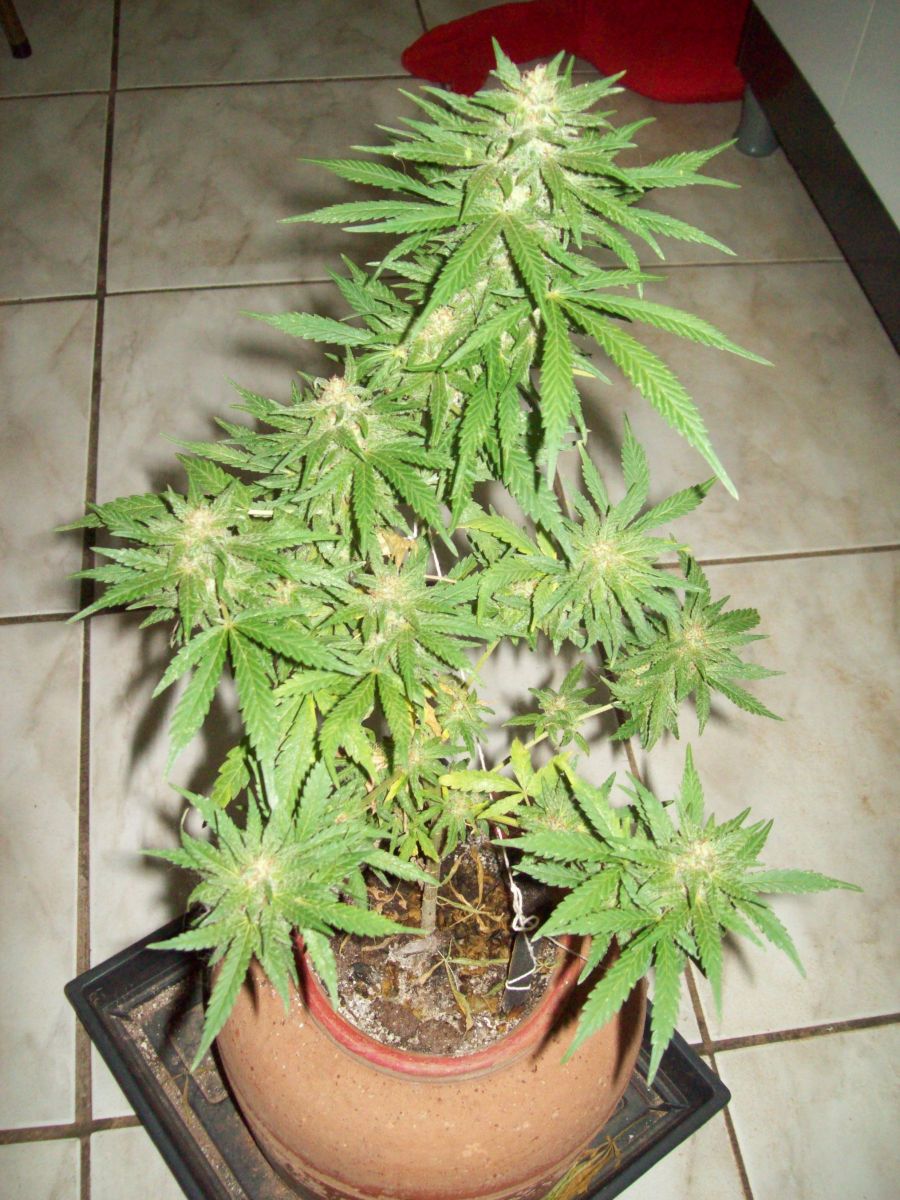 Segundo Cultivo