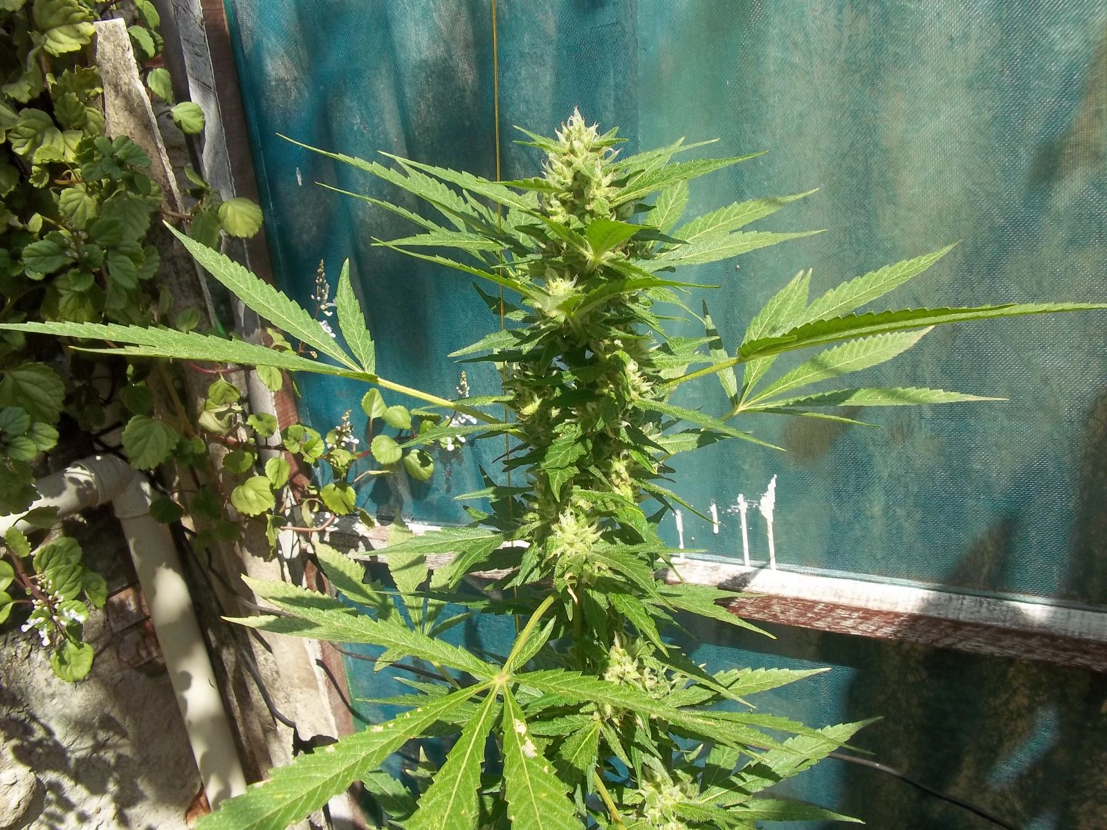 Cultivo