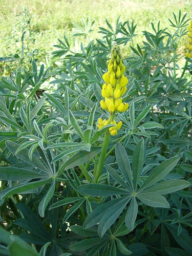 Lupinus