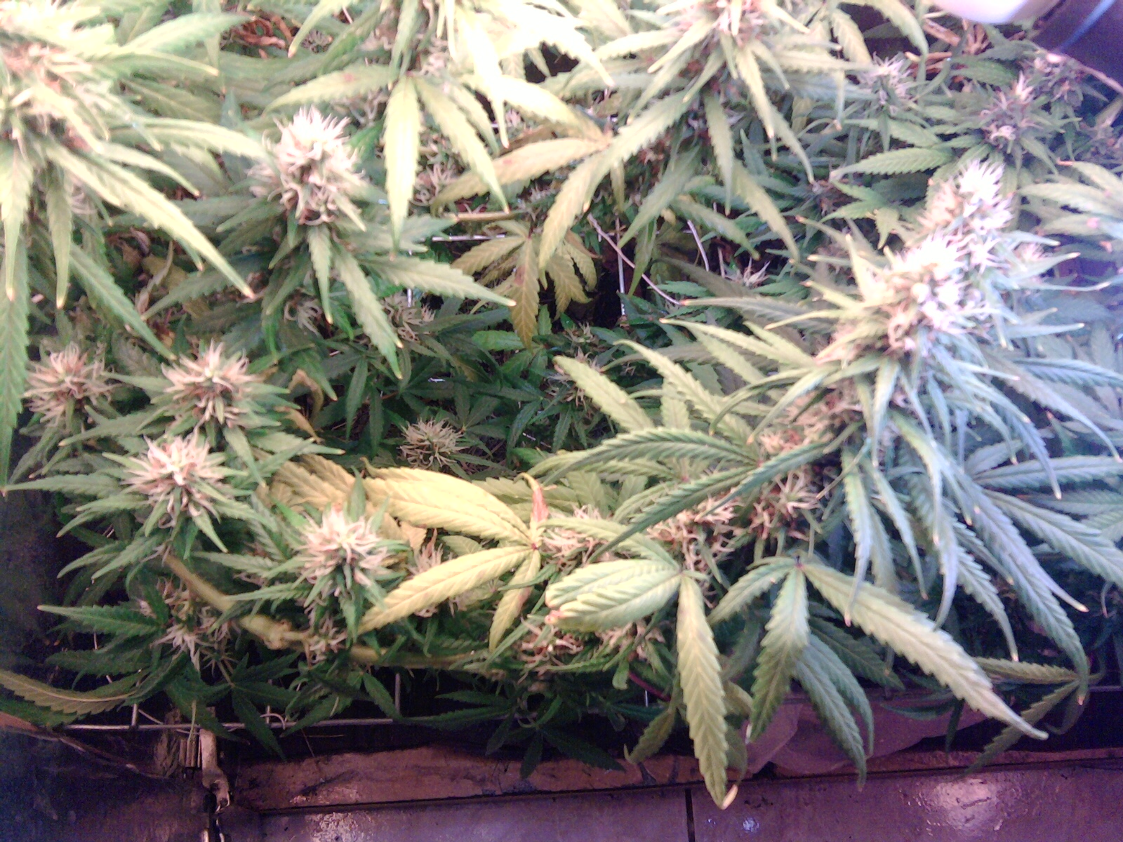 Primeiro cultivo CFL