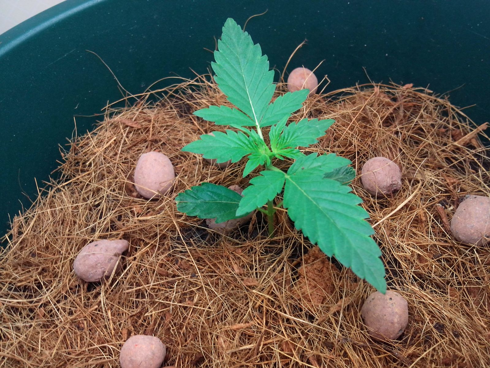 pren-royal dwarf-easy bud
