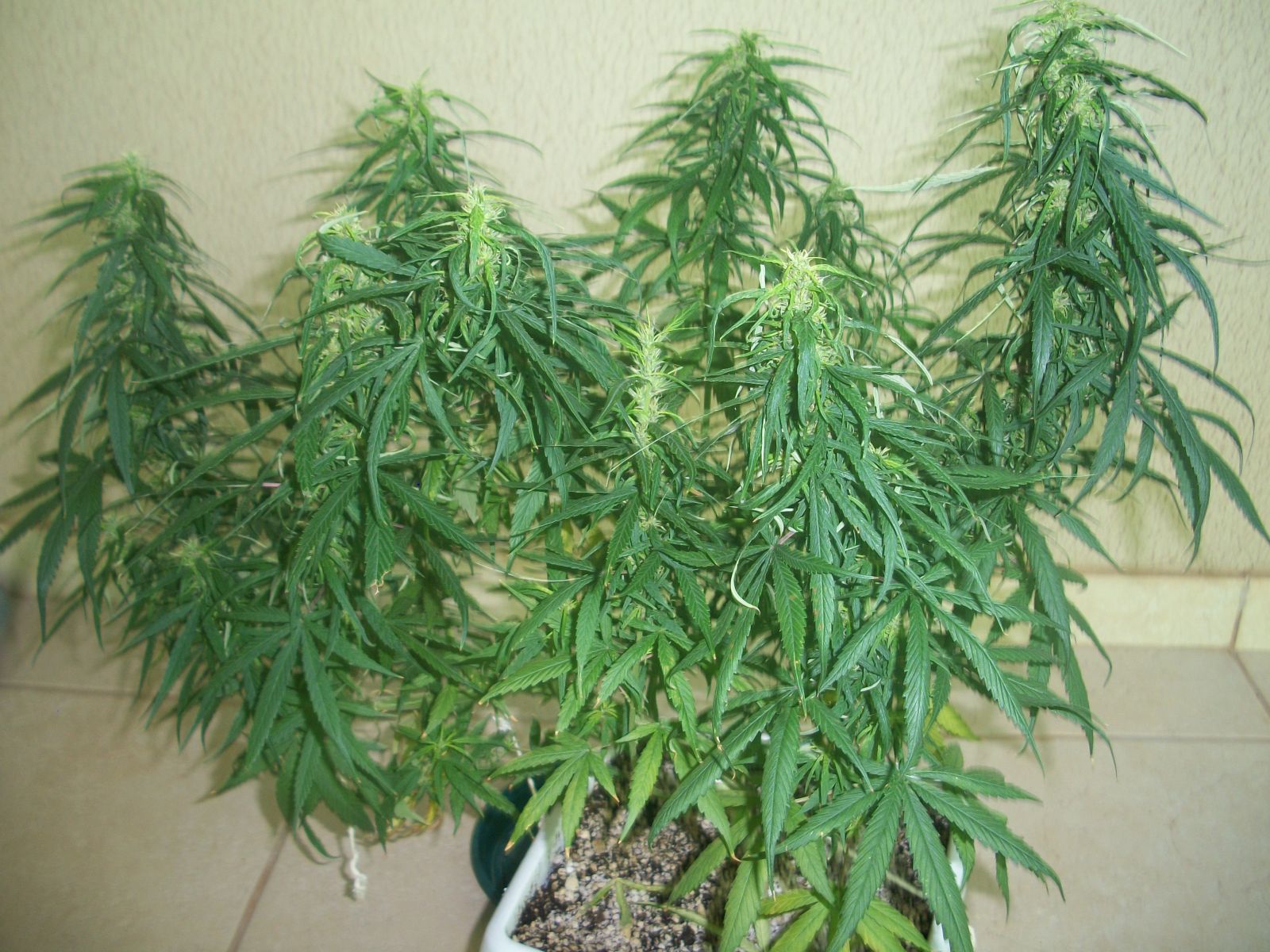 Primeiro Cultivo 2012 (PREN) Ganja Gyn