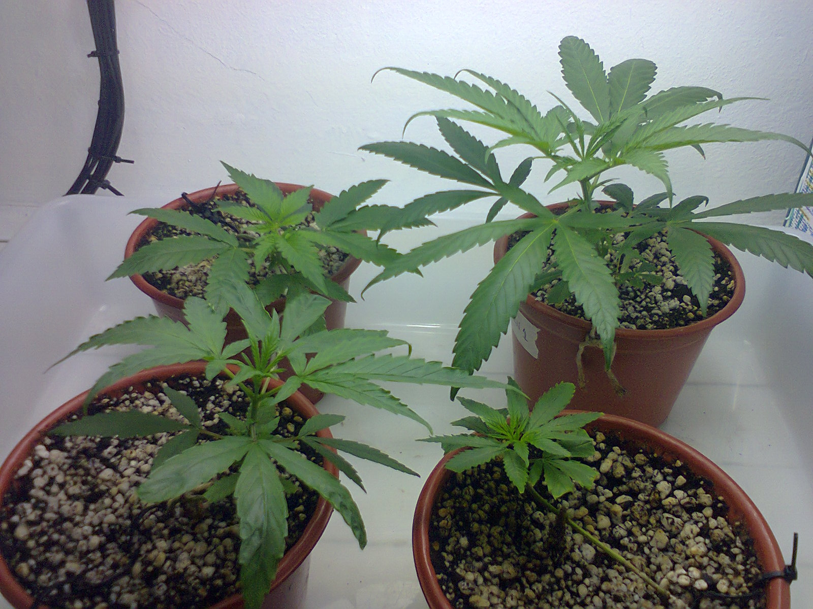 Cultivo do Roger