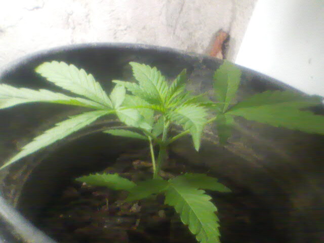 A Arte do Grow  cultivo Organico 