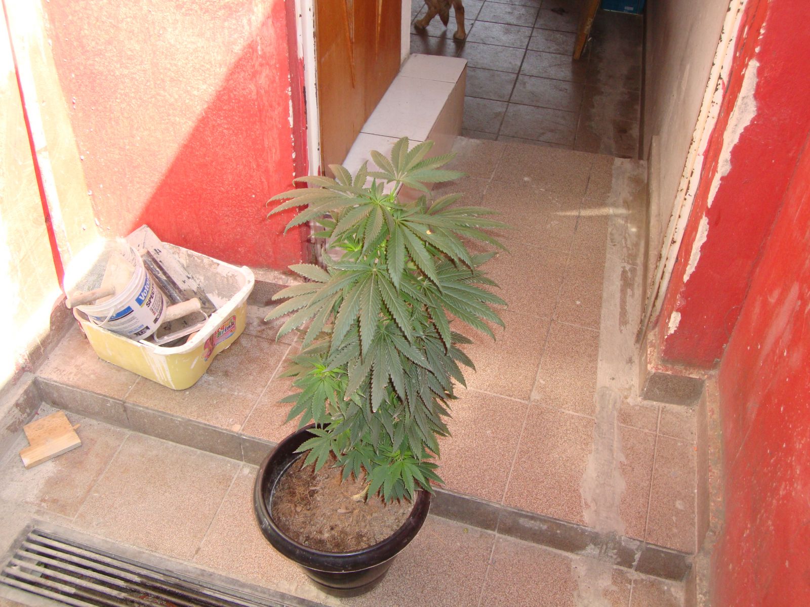 1Âº cultivo afghan