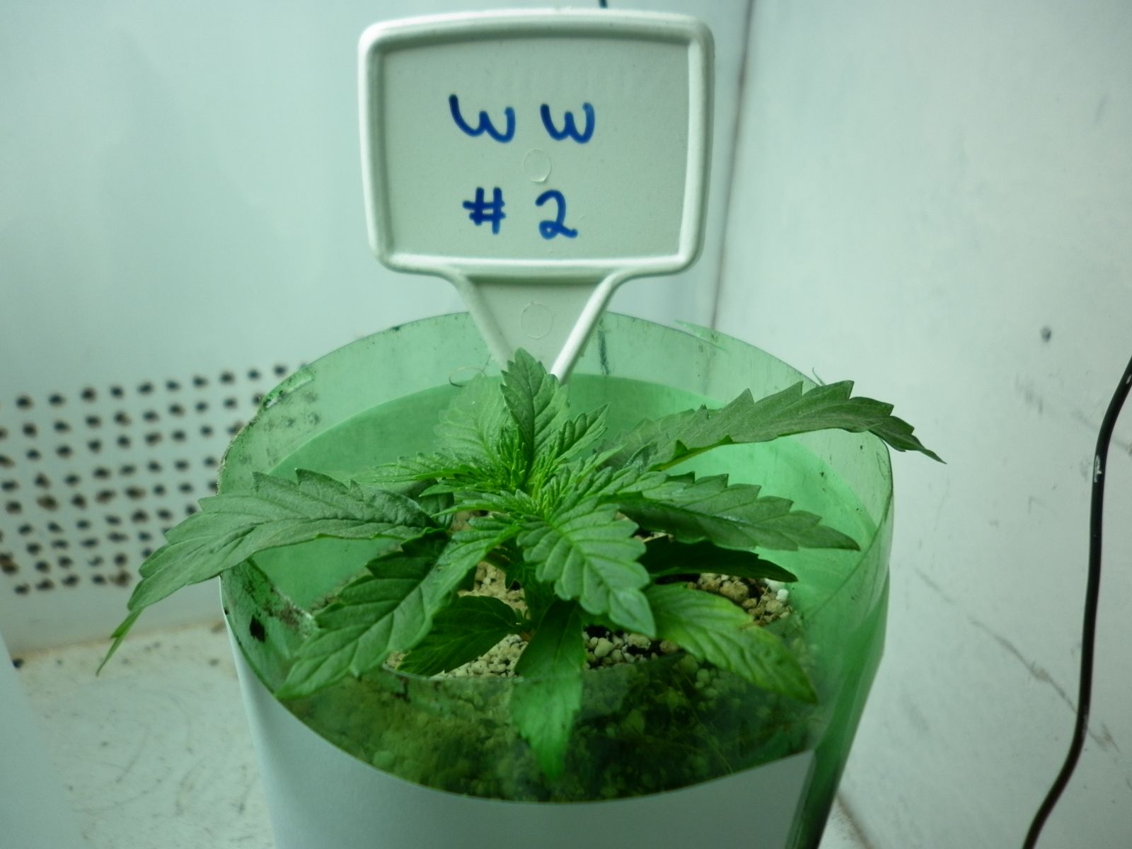 Primeiro Cultivo