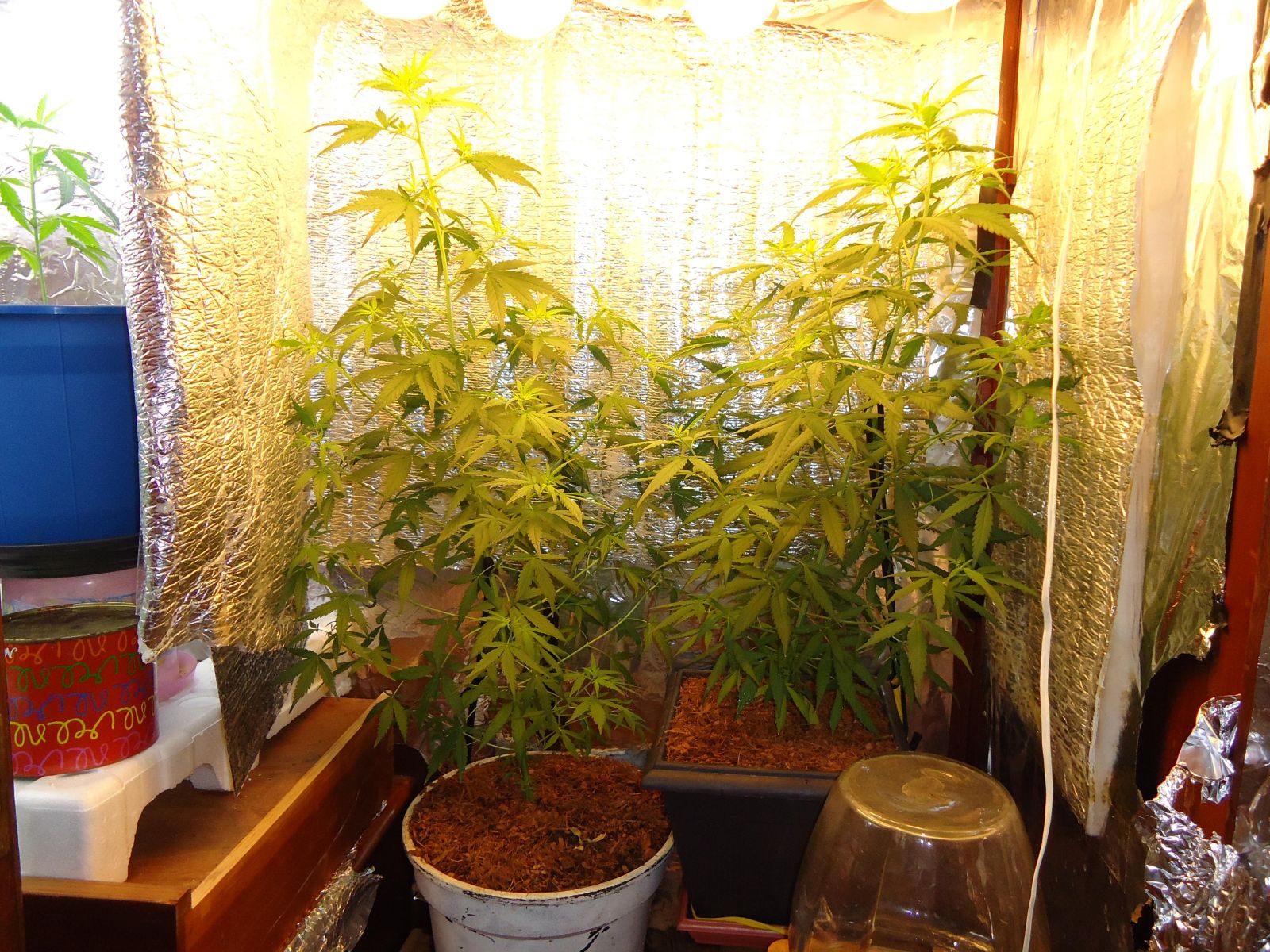 1Â° Cultivo - Indoor