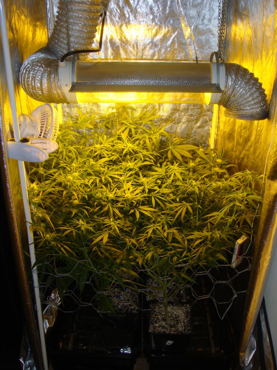 Growroom 400w by Buchecha