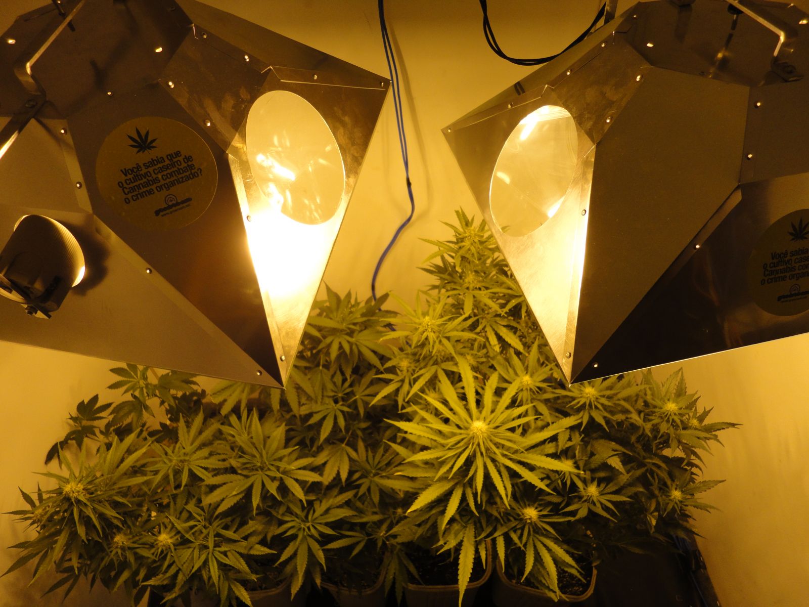 ORGANIC WEED