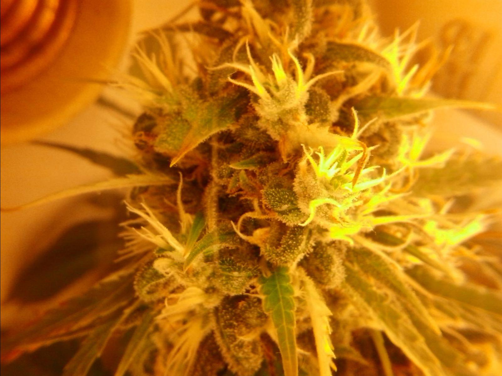 4° Cultivo Sapateiragrow